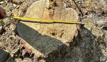 645345 (1)