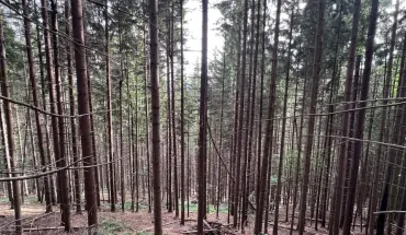 На Івано-Франківщині ДБР викрило посадовців лісового господарства, які організували масштабні вирубки у заповідній території на майже 300 млн гривень