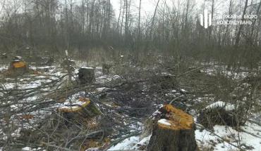 Рубки дерев заповідної зони на 16 млн гривень – ДБР завершило розслідування щодо ексдиректора Шацького нацпарку
