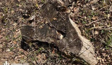ДБР повідомило про підозру інженеру лісового господарства на Волині, який допустив збитків на понад 1,1 млн гривень (2)