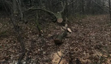 Розтрата цінних червоних дубів на Львівщині – ДБР повідомило про підозру працівникам лісництва