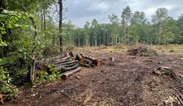 За матеріалами ДБР на Волині судитимуть майстра лісу, чия недбалість завдала шкоди на 800 тисяч гривень (1)