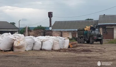 ДБР підозрює 9 учасників ОЗГ у незаконних порубках лісу на Львівщині на понад 2,5 млн гривень