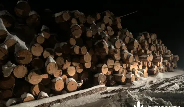 ДБР передало в управління держави майже 500 кубометрів сосни вартістю понад 1,2 млн грн (1)