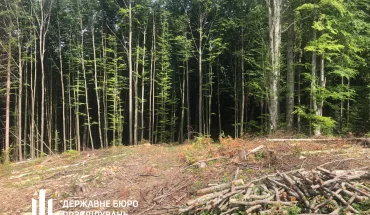 ДБР повідомило про підозру посадовцям лісової галузі на Закарпатті, які організували незаконну рубку на понад 2 млн грн (2)