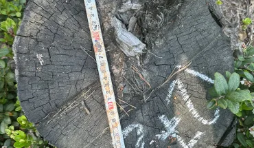 За матеріалами ДБР перед судом постануть посадовці лісової галузі Волині, які дозволили незаконні рубки на 21 млн грн (1)
