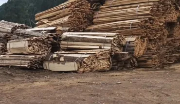 На Буковині ДБР виявило незаконні рубки заповідного фонду на понад 3 млн гривень